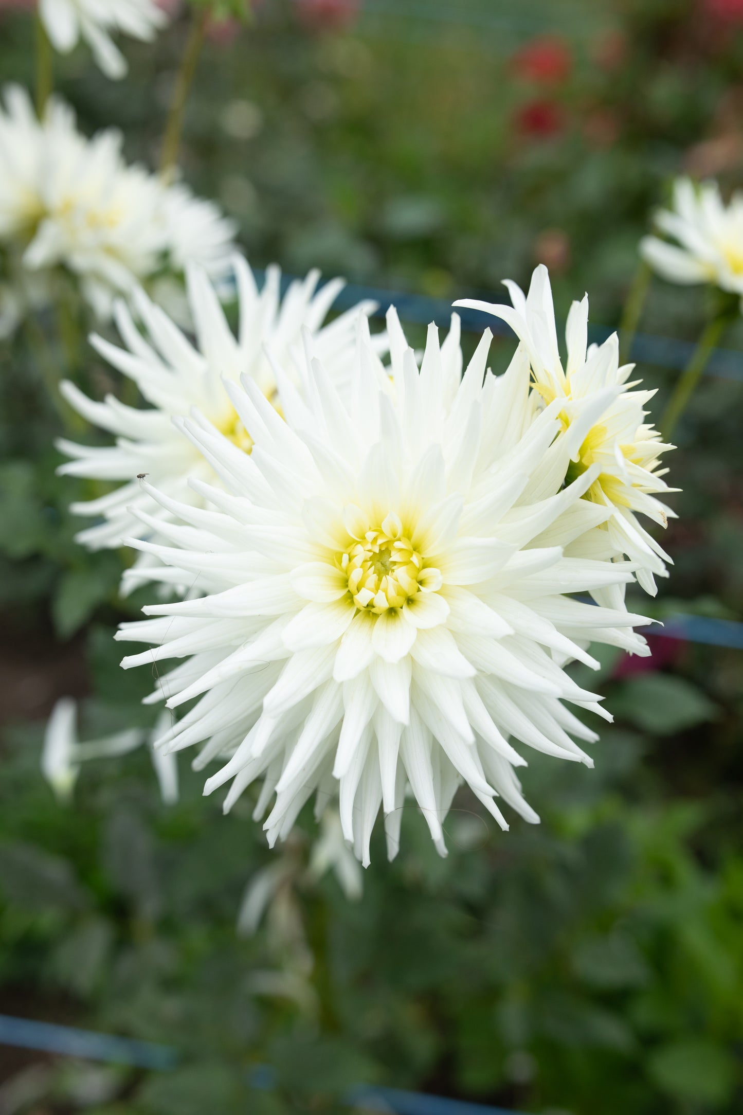 NOID - White Cactus