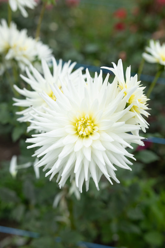 NOID - White Cactus
